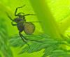 Pardosa sp.